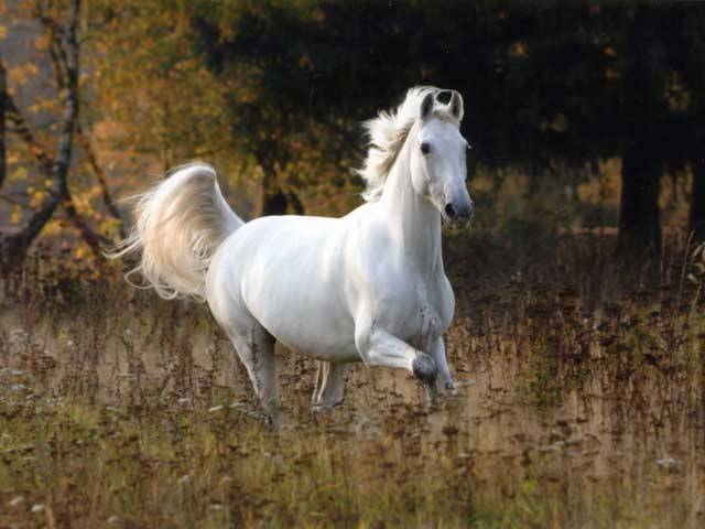 White Angel Img_3614