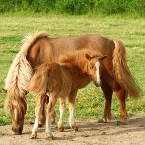 Le poulain   la naissance Poulains2