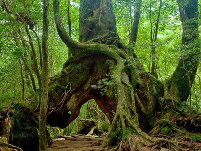 Zanimljivosti iz  geografije - Page 2 Yakushima-14