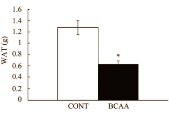 Les Bcaa Inhibent L'accroissement De La Masse Grasse  Bcaafatmetabolism2