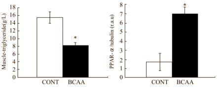 Les Bcaa Inhibent L'accroissement De La Masse Grasse  Bcaafatmetabolism3