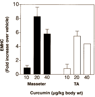 La curcumine aide les muscles endommagés à récupérer Curcmusclerecov2