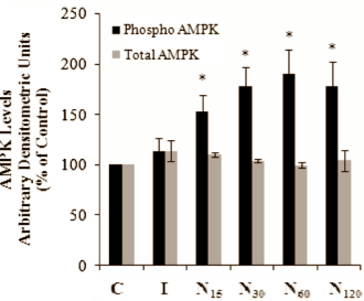 La narginine (falvonoide du Pamplemousse) = + de glycogène Naringeninampk4