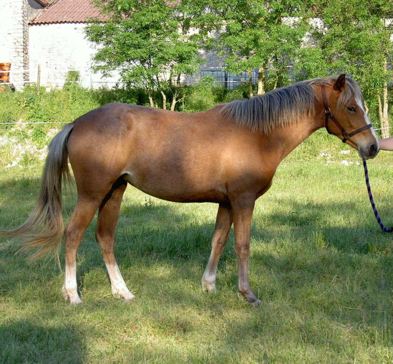 Barbes en endurance Ile-de-France 2014 Neftaw