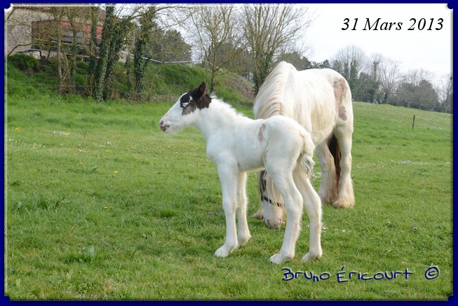 Première naissance au Haras des Fougères Danae1