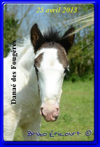 Première naissance au Haras des Fougères Danae12