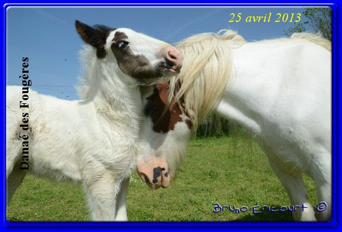 Première naissance au Haras des Fougères Danae13