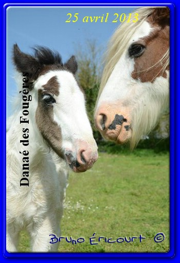 Première naissance au Haras des Fougères Danae14