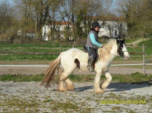 Haras des Fougères - Jument a vendre Danae1