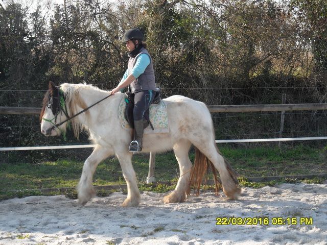 Haras des Fougères - Jument a vendre Danae3