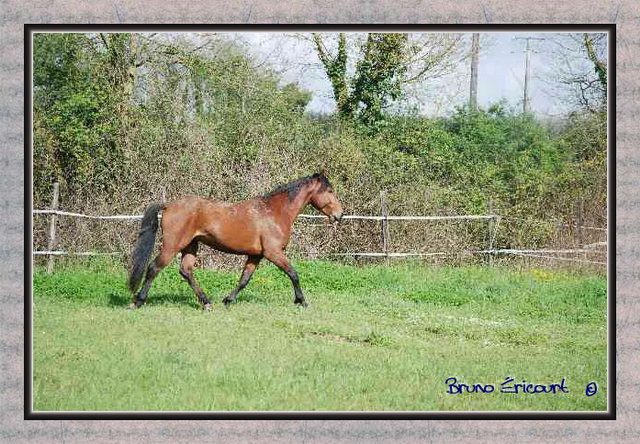 Haras des Fougères Palestro1