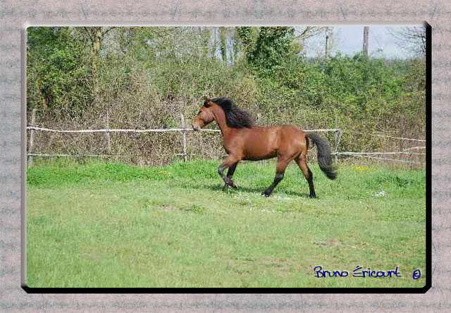 Haras des Fougères Palestro4