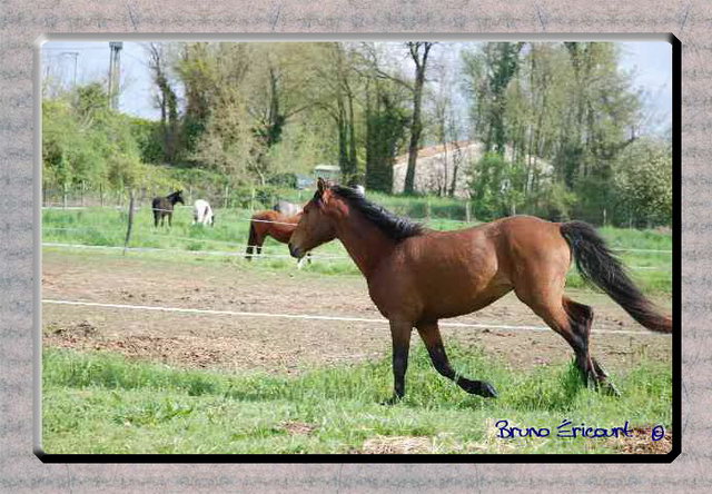 Haras des Fougères Palestro5