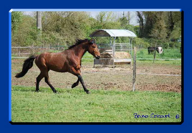 Haras des Fougères Palestro6