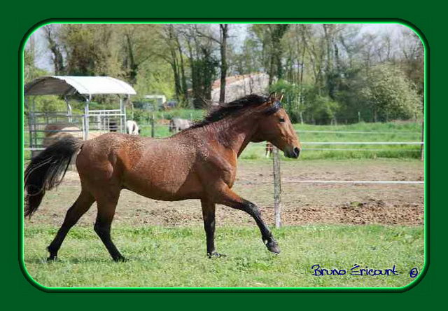 Haras des Fougères Palestro9