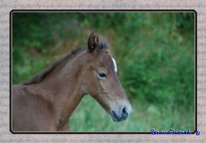 Haras des Fougères DSC_7321