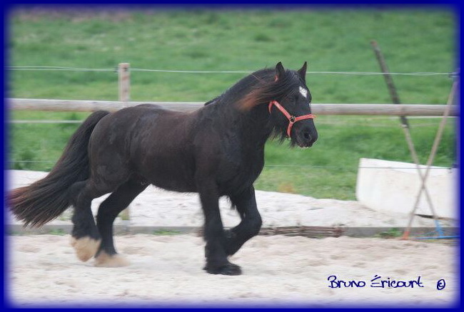 Un nouveau au Haras des Fougères 20110316_02