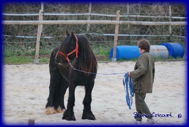 Un nouveau au Haras des Fougères 20110316_09