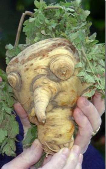 Agent Nora and the Weird Vegtables of Blood Evil_faced_parsnip