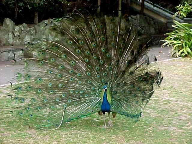 صور الطاووووس Peacock-display-011102