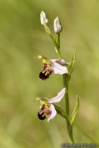 Ophrys apifera (2 juin) 064_2012-06-02_5DmII