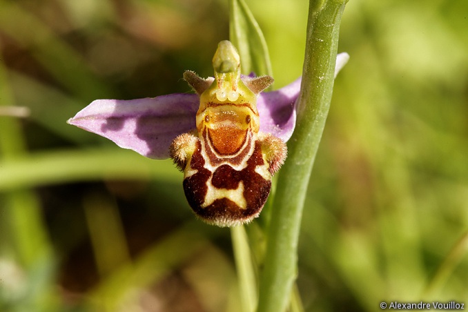 Ophrys apifera (2 juin) 071_2012-06-02_5DmII