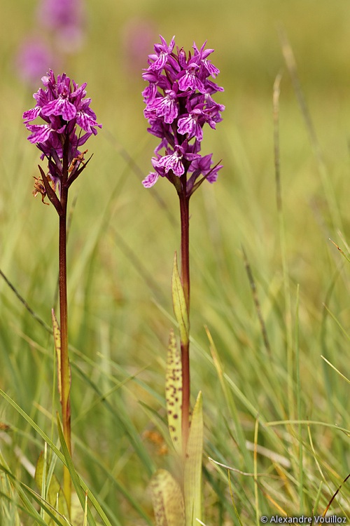 Dactylorhiza savogiensis 078_2012-08-04_5DmII