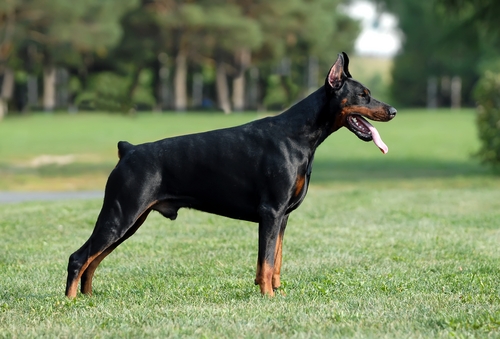 Adivina la raza de perro Doberman-razas