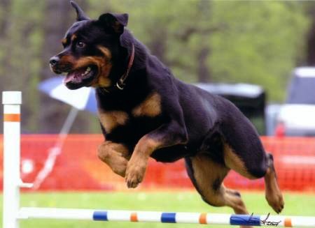 Labrador ou Rott? Charmjmp2