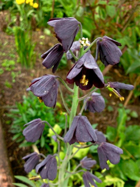 Fritillaire  noire  17