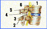 Historia de Krusty - Página 2 Vertebralateral_p