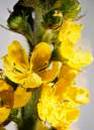 Flores de Bach para los influenciables Agrimony