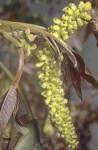 Flores de Bach para los influenciables Walnut