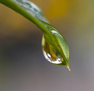 Sensations fugitives Goutte-eau-pluie