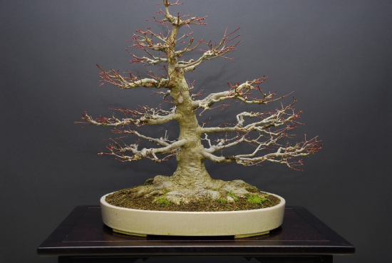 Bonsai stolen Mini_Acer-Harald