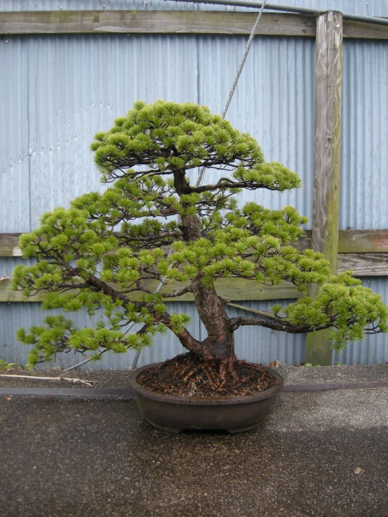 Bonsai stolen Mini_Pinus-Udo