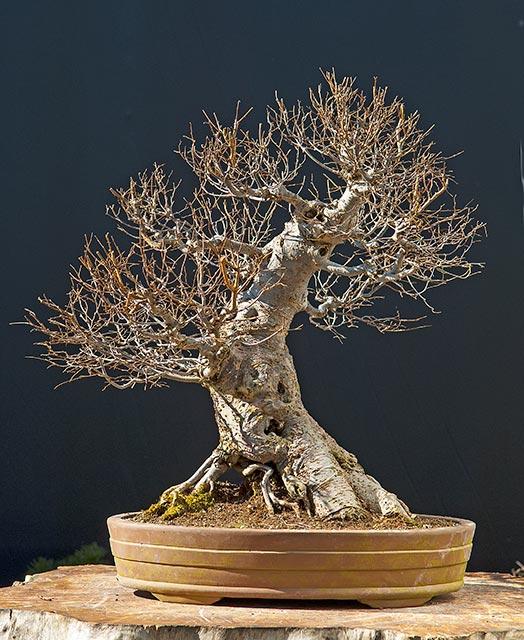 Bonsai stolen Mini_Zelkova-Walter