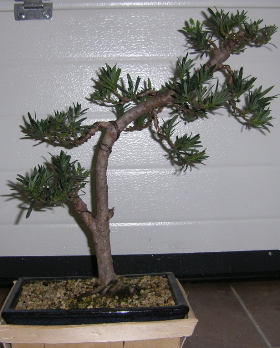 Second podocarpus Mini_STH70217