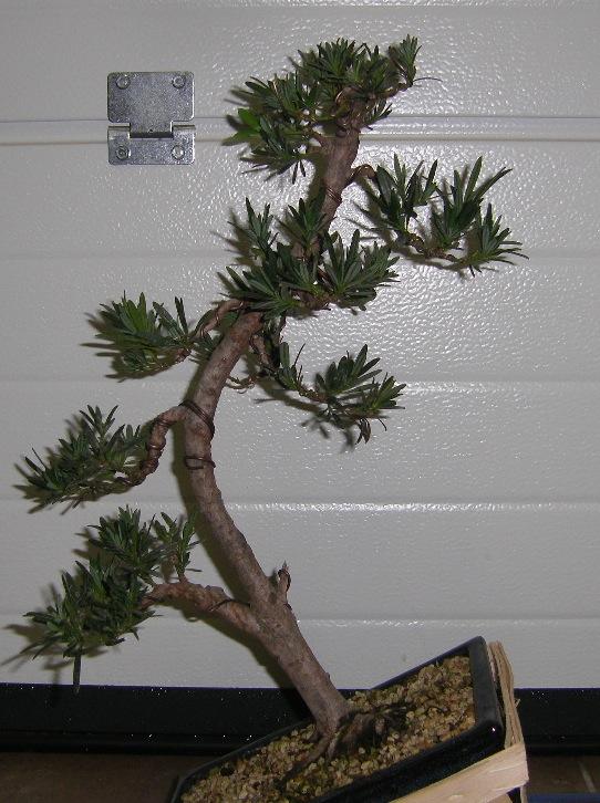 Second podocarpus Mini_STH70218