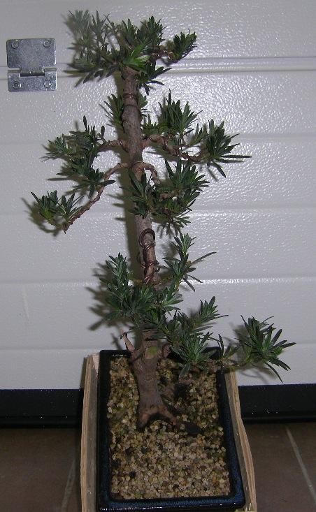 Second podocarpus Mini_STH70221