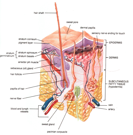 وان تصوموا خيرا لانفسكم........ Skin_Anathomy_and_Physiology