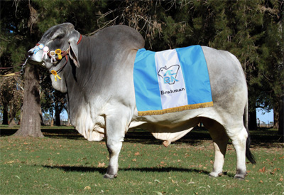 ARGENTINA MUESTRA SU CAMPO; EXPORURAL 2014 CUADRO-CAMPEON-MACHO-BRAHMAN-PALERMO-2010