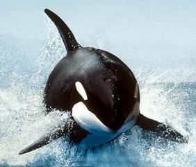 Animales, todas las especies Orca