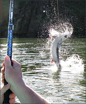 Pêche a l'esturgeon dans le fleuve Saint-Laurent Photo_sport01