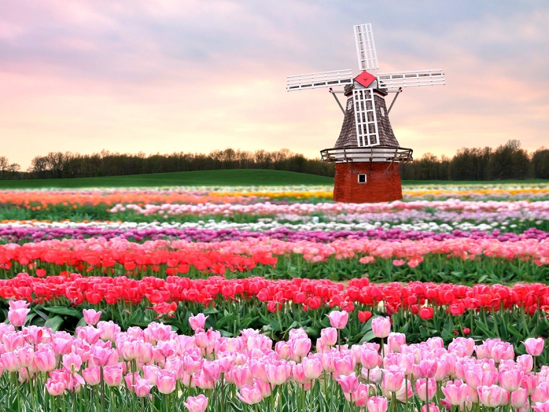 Rezimeaux - Page 7 Holland-spring-flowers-holland-tulips-windmill