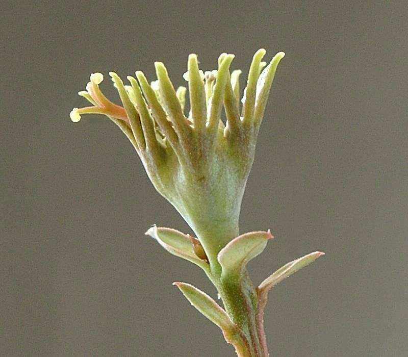 Euphorbia globosa 457