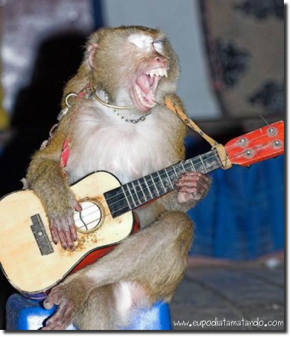 Fotos curiosas del Ruocanrol Funeral_do_glogueiro_macaco_violao_musica_absurdo_rock_cantando_sentado_gritando_grito