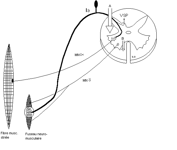 Pourquoi perd-t-on rapidement en souplesse ? Fibres_nerveuses_motrices_et_boucle_gamma