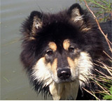 Evrazijec (Eurasier) Farben-re1