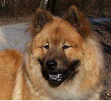 Evrazijec (Eurasier) Farben-re2